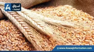 أسعار القمح اليوم الخميس.. سعر الطن الروسي عند التاجر يثير الاهتمام